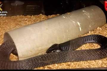 La Guardia Civil y la Policía Local intervienen en Telde la mayor colección privada de animales venenosos/Guardia Civil y Policía Local.